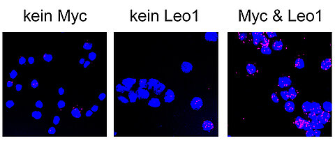 Cells under a microscope