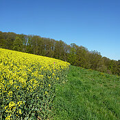 A flowering oilseed rape field adjacent to an ecological focus area. (photo: Fabian Bötzl)