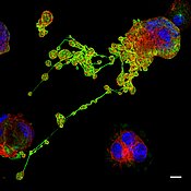 Mikroskopaufnahme eines Megakaryozyten im Prozess der Blutplättchenbildung. Die langen Ausläufer sind durch Mikrotubuli (grün) und Aktinfilamente (rot) charakterisiert. Die kugelförmigen Verdickungen repräsentieren unreife Blutplättchen. Die DNA im 
