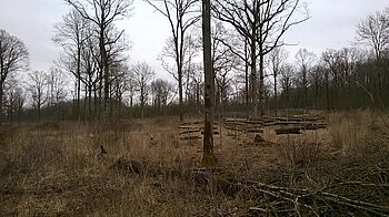 Totholz-Äste im Bad Windsheimer Stadtwald