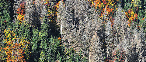 Mixed forest on a slope with withered conifers.