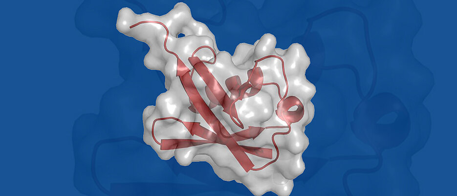 Die Struktur des Proteins Ubiquitin.