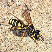 Digger wasp (Cerceris arenaria) with beetle prey. (Photo: Heike Feldhaar)