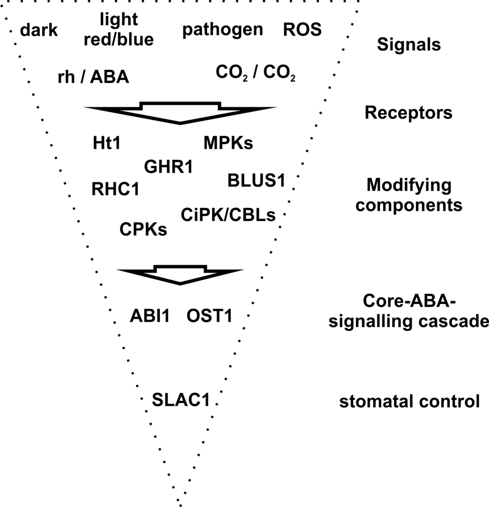 Schema