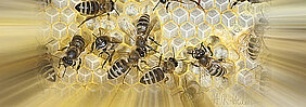 Reagieren Bienen wetterfühlig auf Sonnenstürme? Werden Flugbienen von Sonnenstürmen überrascht, könnte ihr Orientierungssinn gestört werden und ihren Heimflug in das Bienennest zum Problem werden lassen. Ob Sonnenstürme sogar auch das Bienenvolk im Innern des Nestes beeinflussen, wurde bisher nicht untersucht. (Foto: Helga R. Heilmann)