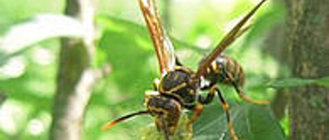 Natürliche Feinde: Eine Wespe frisst eine Schmetterlingsraupe (Foto: Emily Martin)