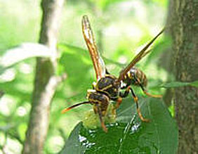 Natürliche Feinde: Eine Wespe frisst eine Schmetterlingsraupe (Foto: Emily Martin)