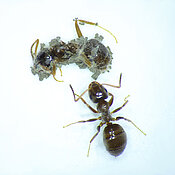 Fungal outgrowth in ants. Fungus grows out with new spores from a ant carcass.