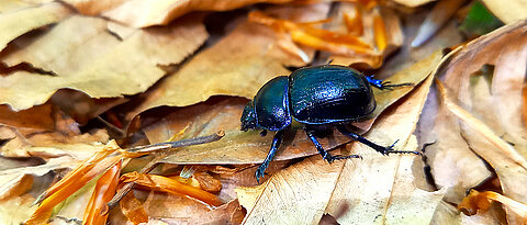 Der Waldmistkäfer Anoplotrupes stercorosus agiert als ‚Gesundheitspolizei‘ im Wald. Er vergräbt den Kot anderer Tiere, hemmt somit die Ausbreitung von Parasiten und bringt Nährstoffe in den Waldboden.