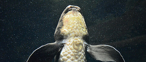 Die Knochenanordnung in den Flossen des Australischen Lungenfisches ähnelt stark derjenigen in den Gliedmaßen des Menschen.