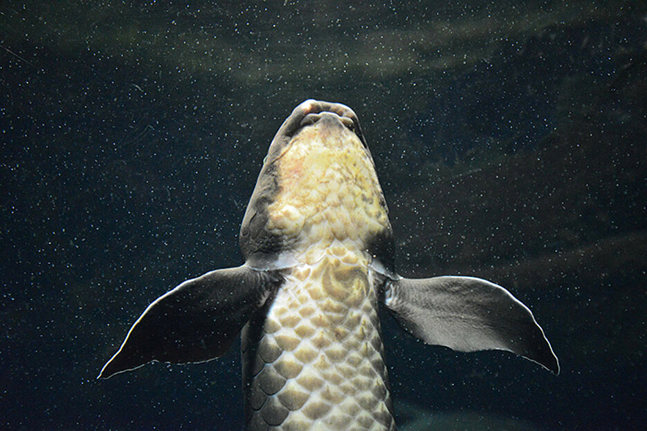 Fins of the Australian lungfish