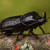 Ein kleiner Hirschkäfer (Sinodendron cylindricum), der im Wald verborgen in Totholz lebt. Mittels Radar-Daten lässt sich die Biodiversität solcher kleiner, kryptisch lebender Artengemeinschaften gut modellieren und vorhersagen.