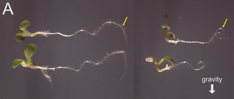 Plants whose direction of growth is switched from vertical to horizontal