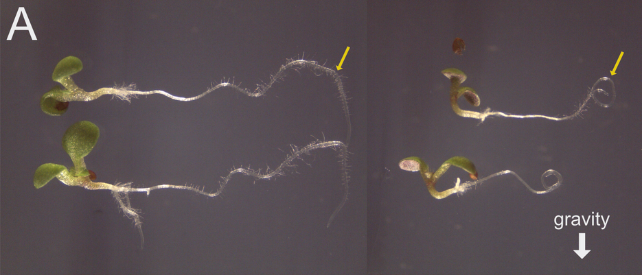 Plants whose direction of growth is switched from vertical to horizontal