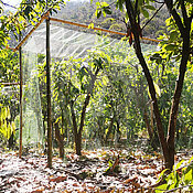 Mit solchen Käfigen um Kakaobäume in Agroforsten in Nordperu haben die Wissenschaftlerinnen während ihrer Untersuchungen gearbeitet. 
