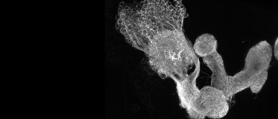 Bild eines Pilzkörpers: In diesem Teil des Gehirns der Fruchtfliegenlarve werden Gedächtnisse gespeichert.