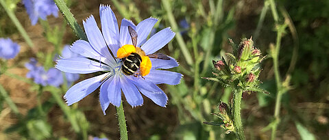 A pantaloon bee with pollen baskets visiting blue weed: multiple bee species contribute to pollination services in agricultural landscapes.