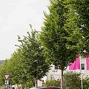 In Reih und Glied: Am Friedrich-Bergius-Ring in Würzburg stehen die Bäume von morgen schon heute am Straßenrand. Rund 235 Bäume wurden im Rahmen des Projektes „Stadtgrün 2021“ in Würzburg gepflanzt und werden nun auf ihre Trockenstresstoleranz u