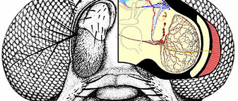 An dem Kopf der Taufliege sind die großen Facettenaugen links und rechts gut zu erkennen. Die vierzelligen Hofbauer-Buchner-Äuglein (gelb; in der Skizze ist nur eines zu sehen) liegen an der Basis der Facetten. Von dem Äuglein laufen Nervenfasern (eben
