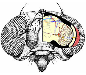 An dem Kopf der Taufliege sind die großen Facettenaugen links und rechts gut zu erkennen. Die vierzelligen Hofbauer-Buchner-Äuglein (gelb; in der Skizze ist nur eines zu sehen) liegen an der Basis der Facetten. Von dem Äuglein laufen Nervenfasern (eben