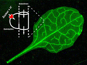 Blatt der Pflanze Arabidopsis thaliana, in dem die Saccharose-Transporter zu sehen sind. Markiert wurden sie mit einem fluoreszierenden Protein. Die Transporter sitzen entlang der Leitbahnen, der so genannten Siebröhren, durch die zuckerhaltiger Saft fli