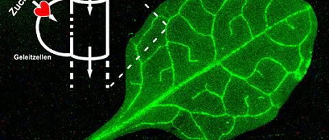 Blatt der Pflanze Arabidopsis thaliana, in dem die Saccharose-Transporter zu sehen sind. Markiert wurden sie mit einem fluoreszierenden Protein. Die Transporter sitzen entlang der Leitbahnen, der so genannten Siebröhren, durch die zuckerhaltiger Saft fli