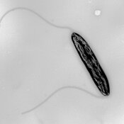 Der Lebensmittelkeim Campylobacter jejuni in einer Transmissionsemissionsmikroskop-Detailaufnahme. Das Bakterium trägt zwei fadenförmige Strukturen, die sogenannten Flagellen, mit denen es sich fortbewegen kann.