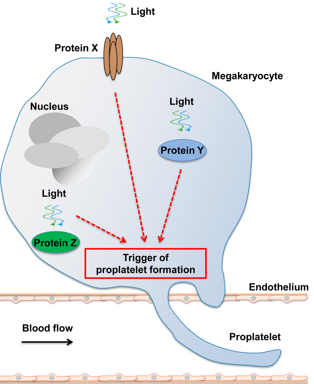 Schema: Optogenetik Thrombozytenbildung