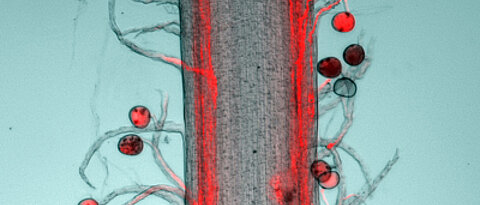 Sex in der Maisblüte: Pollenschläuche (rot gefärbt) wachsen zu den Samenanlagen, um dort die unbeweglichen männlichen Spermazellen zur Befruchtung der Eizellen freizusetzen. Bild: Universität Regensburg