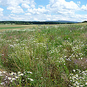 Ackerlandschaft mit Blühfläche in voller Blüte. (Foto: Fabian Bötzl)