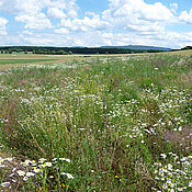 Valuable for agricultural landscapes: a young flowering field in full blossom. (photo: Fabian Bötzl)