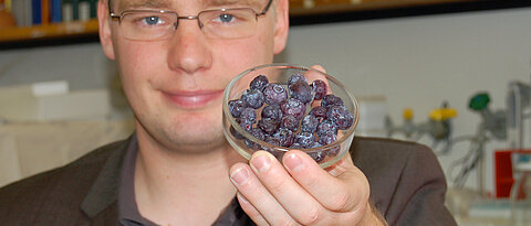 Der Lebensmittelchemiker Bastian Kaupp von der Universität Würzburg zeigt ein Schälchen Heidelbeeren. Foto: Robert Emmerich