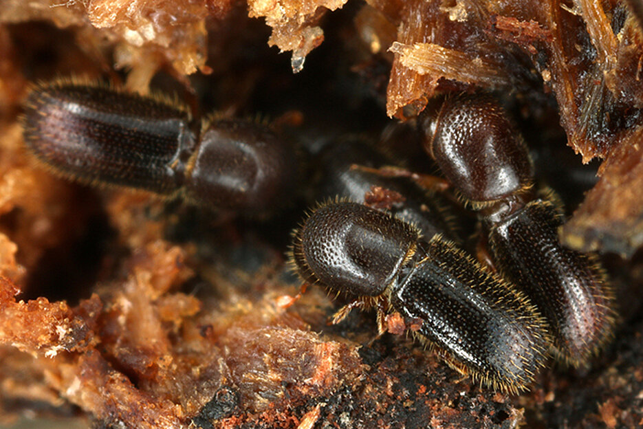Drei weibliche Ambrosiakäfer in ihrem Nest.