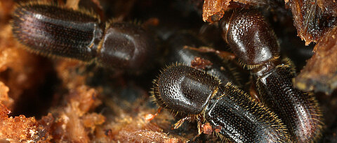 Drei weibliche Ambrosiakäfer in ihrem Nest.