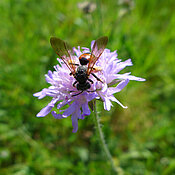 Knautien-Sandbiene (Andrena hattorfiana) auf  einer Acker-Witwenblume (Knautia arvensis). 