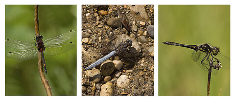 Libellenarten (v.l.n.r.): Die Kleine Moosjungfer (Leucorrhinia dubia) ist eine dunkle Art, die v.a. im Frühjahr und Frühsommer fliegt. Der Kleine Blaupfeil (Orthetrum coerulescens), eine helle Art, die v.a. im Hochsommer fliegt. Die Schwarze Heidelibelle (Sympetrum danae), eine dunkle Art, die v.a. im Spätsommer und Herbst fliegt.