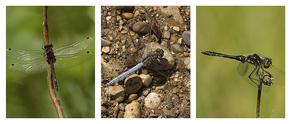 Libellenarten (v.l.n.r.): Die Kleine Moosjungfer (Leucorrhinia dubia) ist eine dunkle Art, die v.a. im Frühjahr und Frühsommer fliegt. Der Kleine Blaupfeil (Orthetrum coerulescens), eine helle Art, die v.a. im Hochsommer fliegt. Die Schwarze Heidelibelle (Sympetrum danae), eine dunkle Art, die v.a. im Spätsommer und Herbst fliegt.