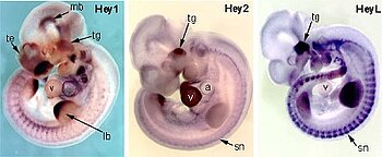 Hey1, Hey2 and HeyL expression during mouse embryo development