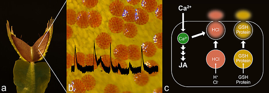 [Translate to Englisch:] Fotos von einer Venusfliegenfalle, ihre Drüsen unter dem Mikroskop und schematische Darstellung der Vorgänge, die zur Sekretion führen. (Bild: Sönke Scherzer/Dirk Becker)