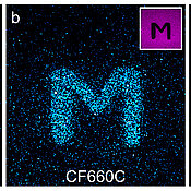 Konfokale Fluoreszenzbilder von Glasoberflächen, die mit den Cyaninfarbstoffen Alexa Fluor 647 (a) und CF660C (b) sowie mit Carborhodaminfarbstoff ATTO647N (c) beschichtet wurden, nach Lichtanregung bei 568 Nanometer (nm). Durch Anregung der rot-absorbierenden Farbstoffe bei 640 nm in bestimmten Bereichen (Negativbilder rechts oben) werden dort Farbstoffe photokonvertiert und es gelingt, Buchstaben auf die Oberfläche zu schreiben, die bei 568 nm angeregt wurden und bei etwa 580 nm fluoreszieren. Der Carborhodaminfarbstoff zeigt ein effizienteres Photobluing als die Cyaninfarbstoffe.