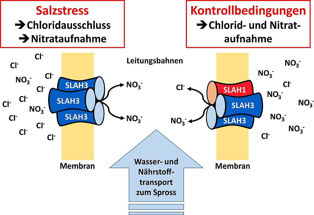 Modell der Chloridvermeidung