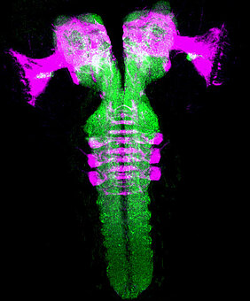 Abbildung des Gehirns einer Taufliegenlarve