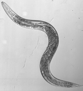 Schwarz-weiß-Foto eines Fadenwurms. Bild: A. Gottschalk, Uni Frankfurt