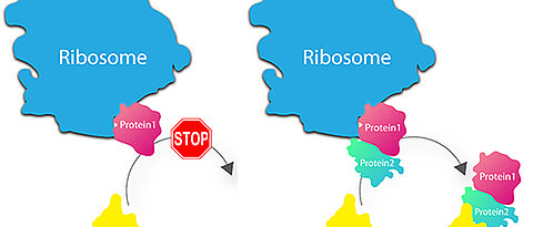 Contrary to the conventional view, the ribosome does not release individual proteins directly into the cystol after synthesis (left). Instead, it holds the protein back until chaperones deliver the matching counterparts (right).