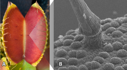 Image of an open Dionaea trap (left) and scanning electron microscopy showing the base of a trigger hair