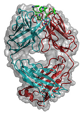 Modell eines Sclerostin-Fragments (grün) gebunden an den Antikörper AbD09097 (schwere und leichte Kette in cyan und rot, Oberflächendarstellung in grau) (Bild: Thomas Müller)