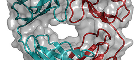 Modell eines Sclerostin-Fragments (grün) gebunden an den Antikörper AbD09097 (schwere und leichte Kette in cyan und rot, Oberflächendarstellung in grau) (Bild: Thomas Müller)
