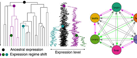 Complex evolutionary relationships: Long-term expression in one organ predisposes genes for later use in other organs.