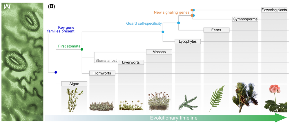 Photo of the surface of a fern leaf and a schematic representation of the most important steps in the evolution of stomata.