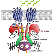 Two molecules of the new light sensor 2c-cyclop, which in darkness produces the messenger cGMP. Green light inhibits the signal chain.